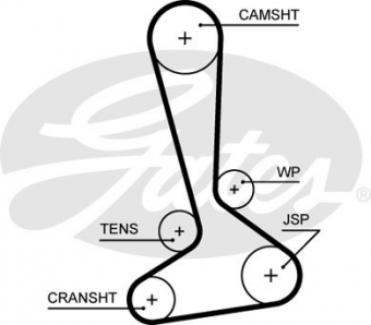 CINGHIA DISTRIBUZIONE