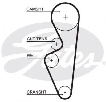 CINGHIA DISTRIBUZIONE