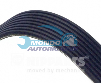 CINGHIA SERVIZI AUSILIARI