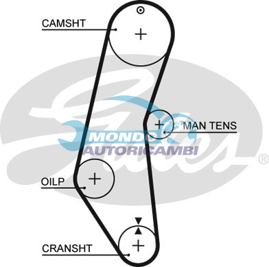 Timing Belt