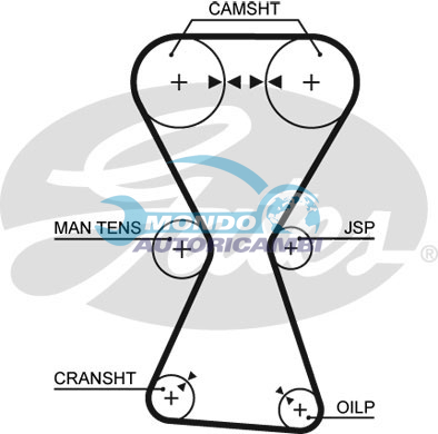 Timing Belt